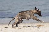 WHIPPET 288